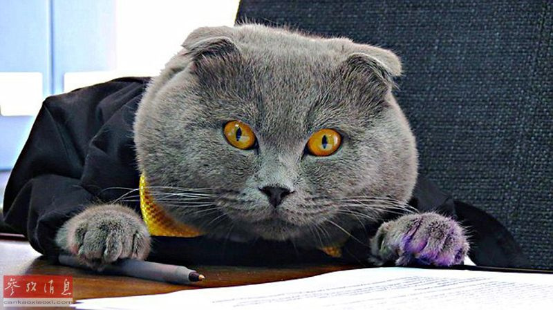 招聘猫_招聘猫app下载 招聘猫安卓版下载 v1.1.9 跑跑车安卓网(3)