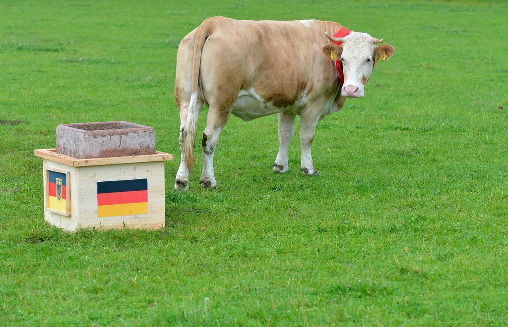 高清:各路神兽争当预测帝 德国奶牛竟猜德国输