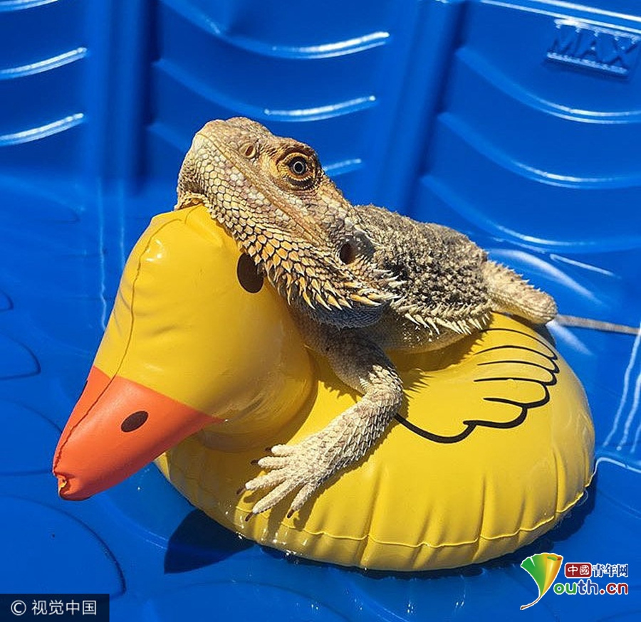 2017年7月21日,史矛革(Smaug)是一只变色蜥蜴,它现在的主人Charlotte Birch 4年前收留了它,这个爹不疼妈不爱的蜥蜴拥有了新的幸福生活。不像《霍比特人》里的史矛革,这个史矛革性格开朗,它喜欢四处闲晃玩耍,也能跟家里的宠物打成一片。Charlotte Birch 为史矛革开了自己的ins账户,如今,凭借着它天然爱笑的脸,它也成为了拥有4000粉丝的小小网红了。