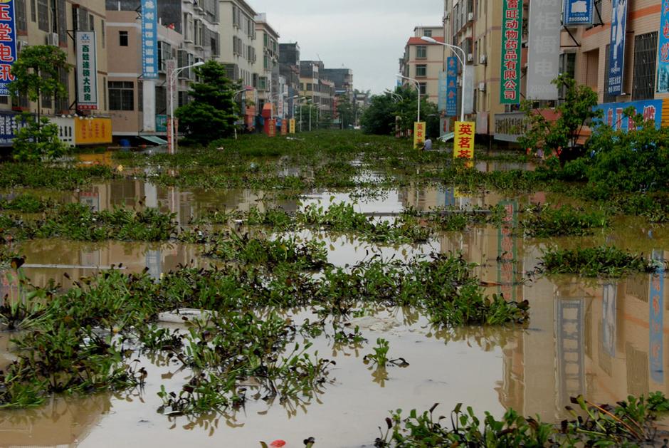 2013年8月18日,广东英德浛洸镇街道被洪水浸泡.