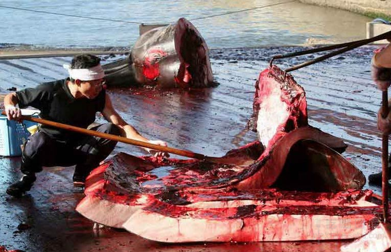 日本农业大臣品尝鲸鱼肉 呼吁恢复商业捕鲸