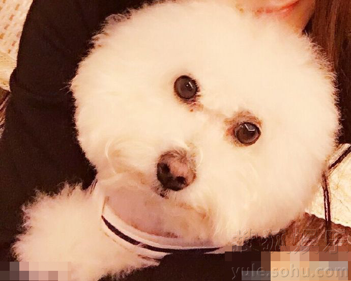 赵丽颖晒素颜照安慰碧瑶档:别哭了 我还没死呢