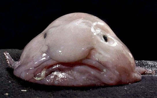 闷闷不乐的水滴鱼登上世界最丑动物榜首,水滴鱼(blobfish)身体呈凝胶状,可长到12英寸(约合30.5厘米),生活在澳大利亚东南部最深达800米的海底,极少被人类发现。 照片中的水滴鱼摆出一副闷闷不乐的表情,这种海底怪鱼确实有理由郁闷。科学家警告说,由于深海捕捞作业,水滴鱼正遭受灭绝的威胁。 由于捕鱼活动大肆增加,水滴鱼同其他鱼类一起捕捞上来。虽然水滴鱼本身不适于食用,不过因为生活在与更为美味的海洋生物(如蟹和龙虾)一样的海洋深度,也连带着成为牺牲品。