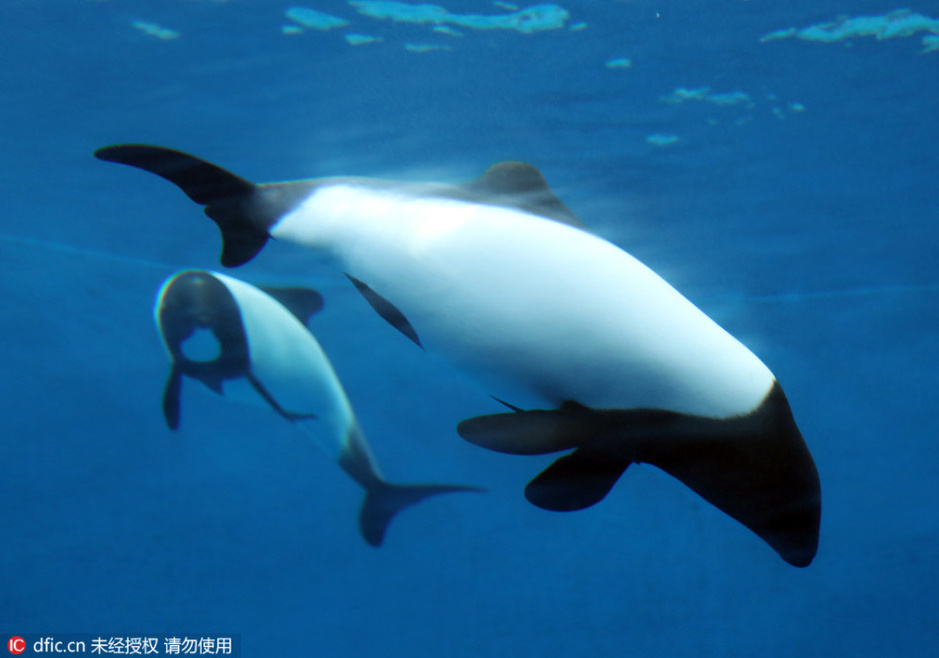 熊猫海豚你见过吗?日本水族馆迎来黑白海豚