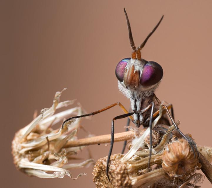 微距 昆虫-微距昆虫图片