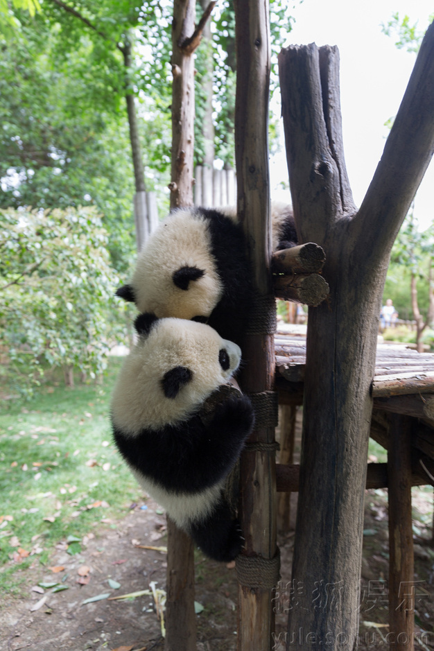 萌态十足惹人爱！周迅和小熊猫们亲密玩耍(组图)