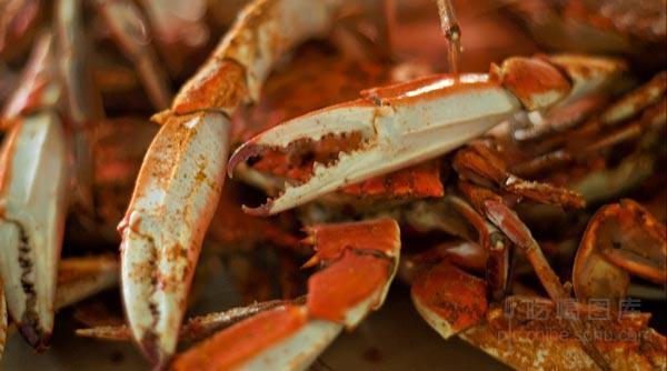 蛟龙下潜获蜘蛛蟹 深海怪异生物也美味