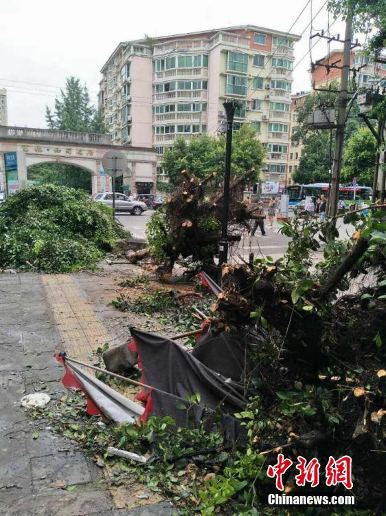 凌晨暴雨突袭 四川绵阳市近千株树木被刮倒90