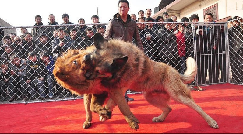 你所不知道的北京顽主虐心的地下斗狗(图)