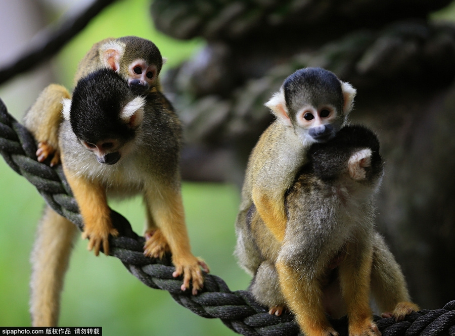 松鼠猴幼崽挂在母猴背上游玩 大眼放电萌萌哒7607361-教育图片库-大视野-搜狐