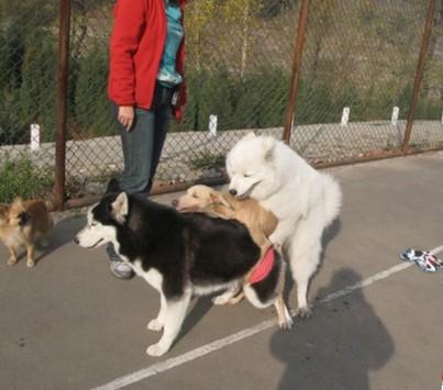 [禽兽]你们<em>发春</em>了真是啥都敢\干\啊