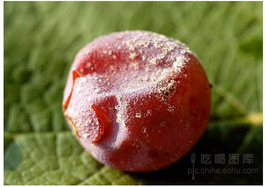 一分钟弄懂贵腐酒的贵腐菌是如何形成的