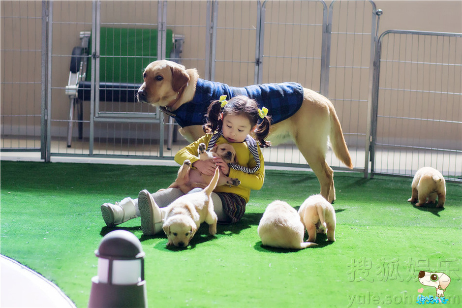 《神犬小七》再现科普 神犬基因决定后代品种