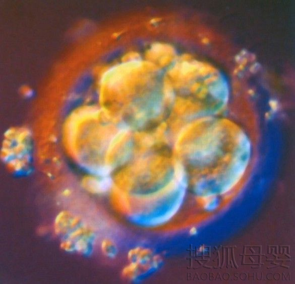 高清显微镜下:胎儿发育全过程5914193-母婴图片库-大视野-搜狐