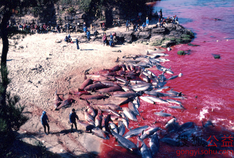 纪实:日本"血腥海豚湾"的杀戮
