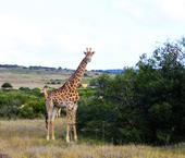 �߽��Ϸ� ����safari֮��