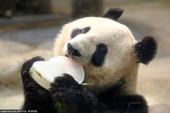 当地时间2015年7月3日，日本东京，东京上野动物园的大熊猫“真真”当日迎来了10岁生日，在炎热的夏...