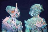 　　让雕塑“进化”成珊瑚

　　名为《默默进化》的水下雕塑群，出自英国雕塑家贾森 德凯雷斯 泰勒...