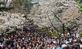 2014年3月22日，湖北省武汉市，武汉樱花盛开后的首个双休日，武汉大学游人如潮，摩肩接踵的游客挤满...