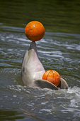 当地时间2012年8月2日，在古巴的一家动物庇护所里有一只聪明的小海豚，它非常热爱篮球运动，不仅会玩...