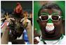 法国尼日利亚球迷PK：非洲大叔搞怪 雄鸡闹看台