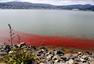 新西兰小龙虾群被冲上海岸“染红”海水