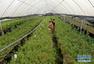 云南农民种“仙草”致富 年入五六十万