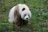 全球唯一的棕色大熊猫：人称“巧克力熊”