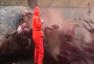 丹麦巨头鲸尸体“爆炸”喷出内脏