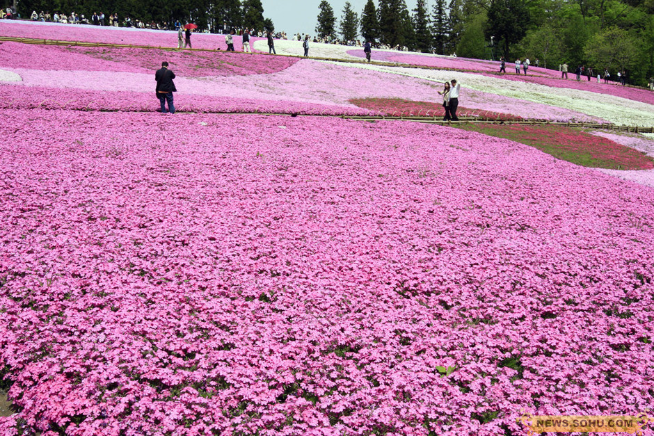 粉色,白色,淡紫色等8种约40万株芝樱将蜿蜒的丘陵编织成花的地毯.